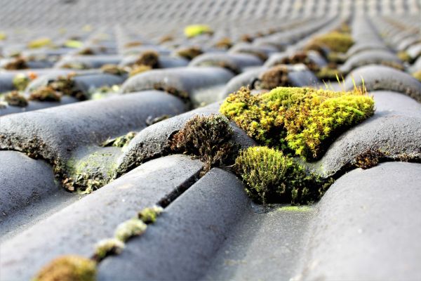 Roof Cleaning Services 1